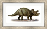 Framed Triceratops Dinosaur 6