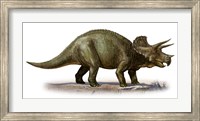 Framed Triceratops Dinosaur 6