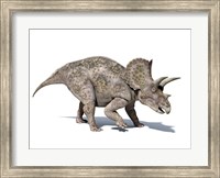 Framed 3D rendering of a Triceratops Dinosaur