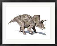 Framed 3D rendering of a Triceratops Dinosaur