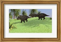 Framed Three Triceratops Walking across an Open Field