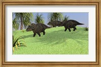 Framed Three Triceratops Walking across an Open Field