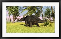 Triceratops Dinosaur 10 Framed Print