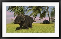 Triceratops Dinosaur 11 Framed Print