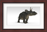 Framed Triceratops Dinosaur 2