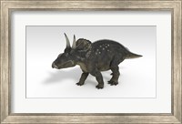 Framed Triceratops Dinosaur 3