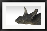 Framed Triceratops Dinosaur 4