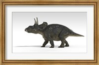 Framed Triceratops Dinosaur 5