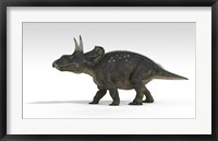 Framed Triceratops Dinosaur 5