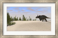 Framed Triceratops Dinosaur 7