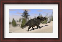 Framed Triceratops Dinosaur 8