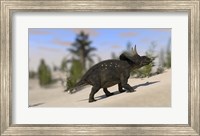 Framed Triceratops Dinosaur 8