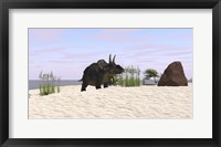 Framed Triceratops on a Beach