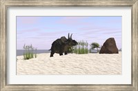 Framed Triceratops on a Beach