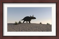 Framed Triceratops Walking across a Barren Landscape 1