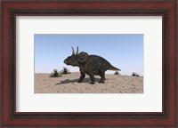 Framed Triceratops Walking across a Barren Landscape 2