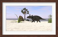 Framed Triceratops Walking along a Prehistoric Beach Landscape