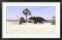 Triceratops Walking along a Prehistoric Beach Landscape Framed Print