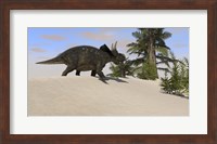 Framed Triceratops Walking along a Prehistoric Landscape