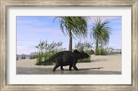 Framed Triceratops Walking along the Shoreline 2