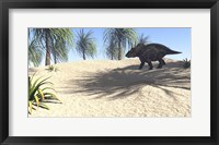 Framed Triceratops Walking in a Tropical Environment 1