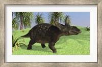 Framed Triceratops Walking in Open Field
