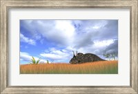 Framed Triceratops Walking through Tall Grass