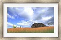 Framed Triceratops Walking through Tall Grass