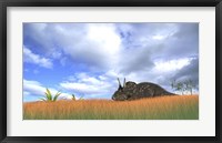 Framed Triceratops Walking through Tall Grass