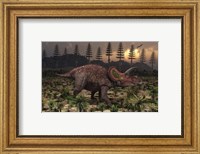 Framed Artist's concept of Triceratops