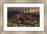 Framed Artist's concept of Triceratops