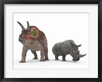 Framed adult Triceratops Compared to a modern adult White Rhinoceros