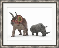 Framed adult Triceratops Compared to a modern adult White Rhinoceros