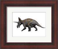 Framed Triceratops Dinosaur 1