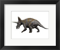 Framed Triceratops Dinosaur 1