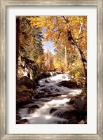 Framed River and Trees