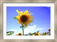 Framed Sunflower