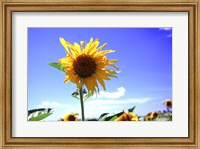 Framed Sunflower