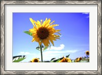 Framed Sunflower