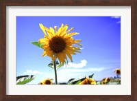 Framed Sunflower