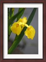 Framed Yellow Flag Iris