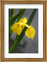 Framed Yellow Flag Iris