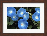 Framed Morning Glory