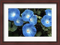 Framed Morning Glory