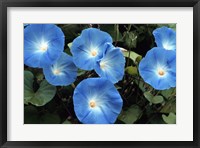 Framed Morning Glory