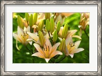 Framed Lilies