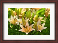 Framed Lilies