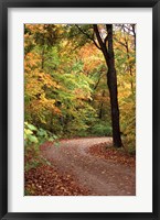 Framed Fall Road