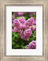 Framed Lilacs