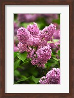 Framed Lilacs